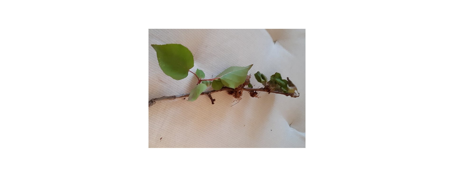 Növényvédelmi teendők – 2019. április 25. – május 1.